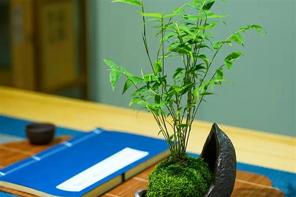 米竹怎么种植，春秋季节每隔3-5天浇一次水