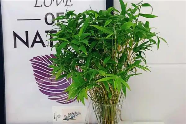 米竹怎么种植，春秋季节每隔3-5天浇一次水