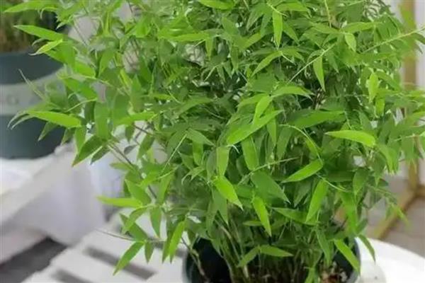 米竹怎么种植，春秋季节每隔3-5天浇一次水