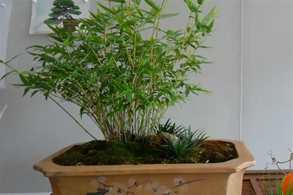 米竹怎么种植，春秋季节每隔3-5天浇一次水