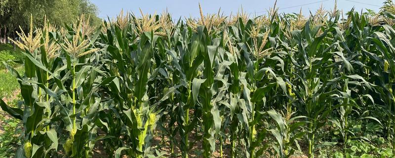 玉米开花到成熟要多久，通常需要约35-45天