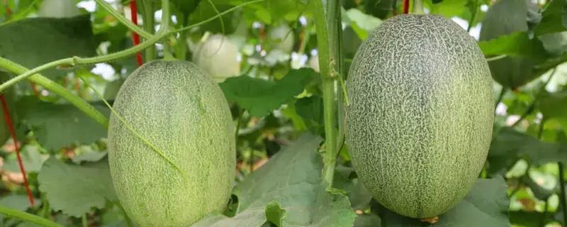 露地种植哈密瓜的方法，果实膨大期要浇透水