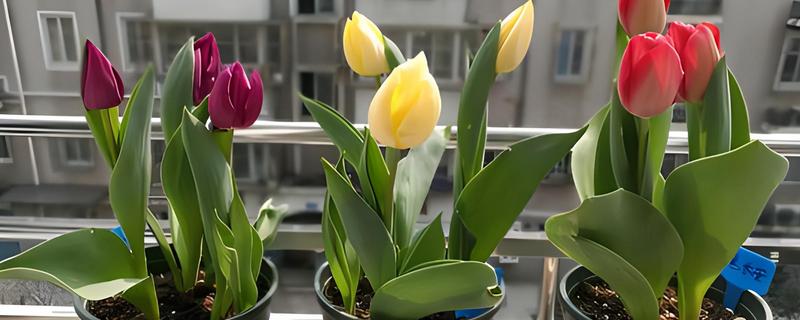 郁金香上盆后要不要浇水，需要浇水