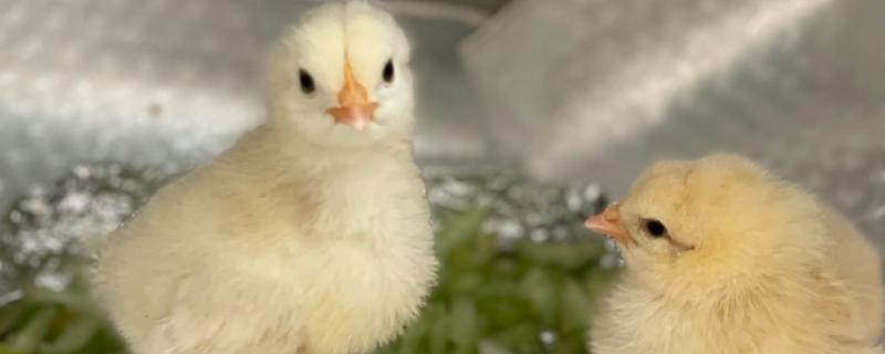 训练小鸡听话的方法，采用奖励饲喂的方法