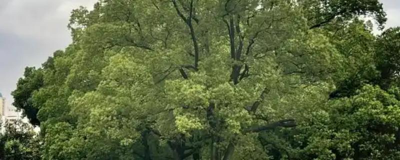 有什么常见的园林植物，包括松树、银杏树、香樟树等品种