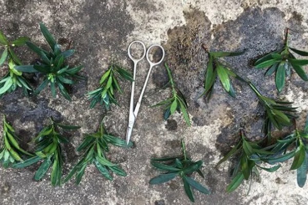 罗汉松怎么扦插，剪取枝条消毒晾干后再插入土壤中