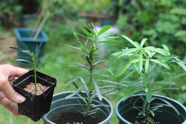 罗汉松怎么扦插，剪取枝条消毒晾干后再插入土壤中