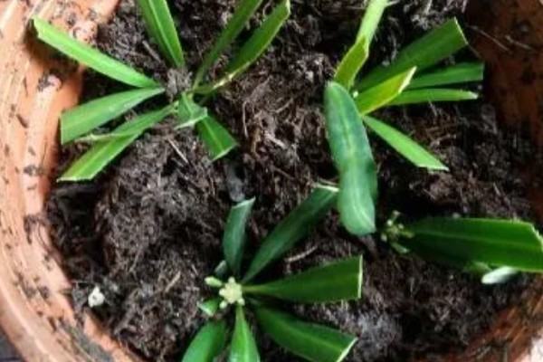 罗汉松怎么扦插，剪取枝条消毒晾干后再插入土壤中