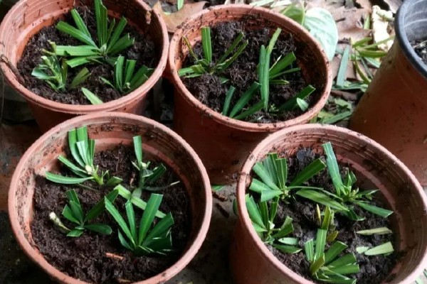 罗汉松怎么扦插，剪取枝条消毒晾干后再插入土壤中