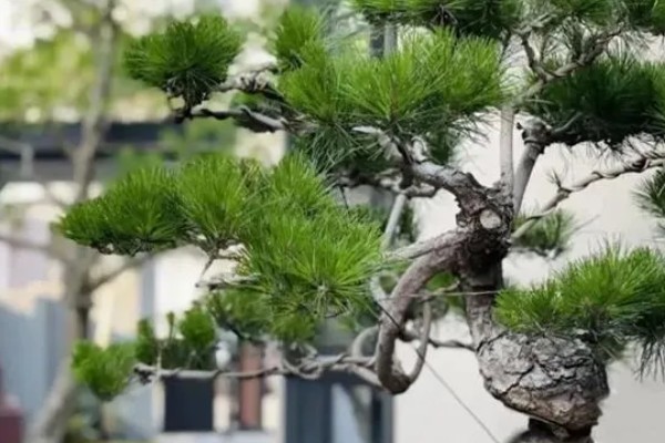 罗汉松怎么扦插，剪取枝条消毒晾干后再插入土壤中