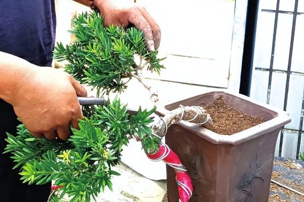 罗汉松怎么扦插，剪取枝条消毒晾干后再插入土壤中