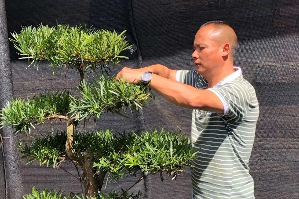 罗汉松怎么扦插，剪取枝条消毒晾干后再插入土壤中