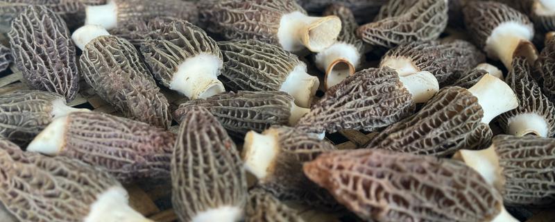 羊肚菌的品种介绍，有小顶羊肚菌、尖顶羊肚菌等