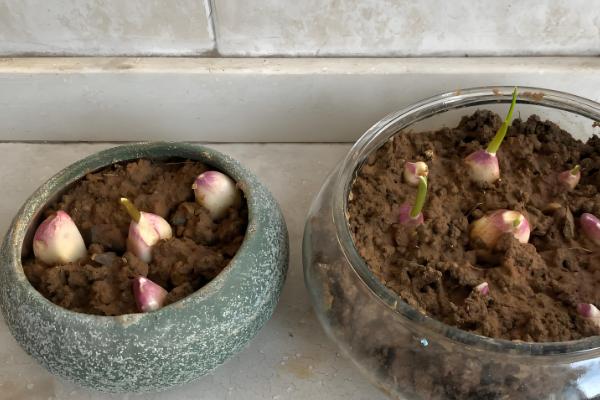 种蒜苗的方式，通常在秋季进行