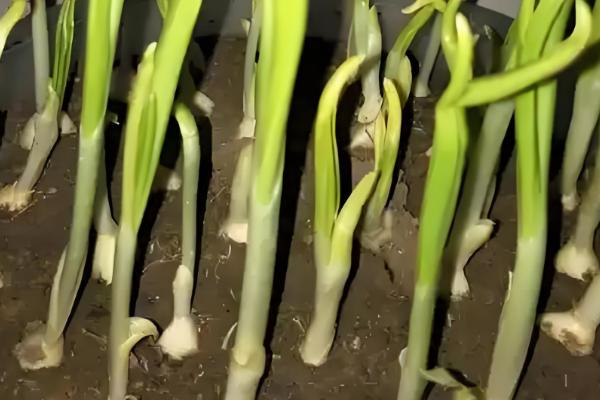 种蒜苗的方式，通常在秋季进行