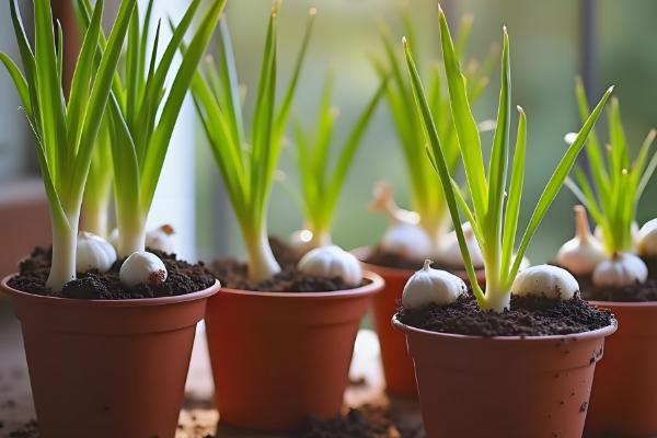 种蒜苗的方式，通常在秋季进行