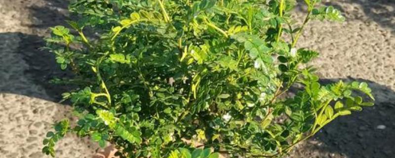 室内养清香木的好处，夏季期间可以驱赶蚊虫