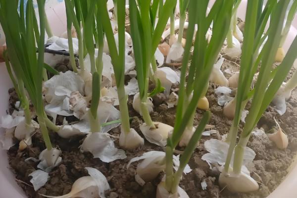 种蒜苗的方式，通常在秋季进行