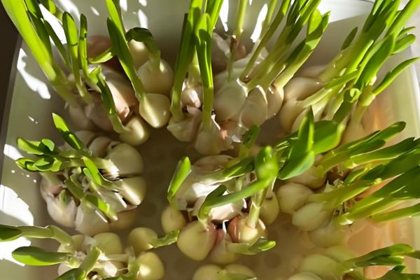 种蒜苗的方式，通常在秋季进行