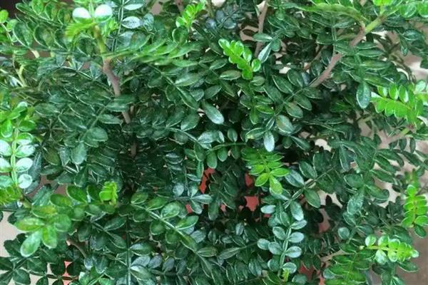 室内养清香木的好处,夏季期间可以驱赶蚊虫