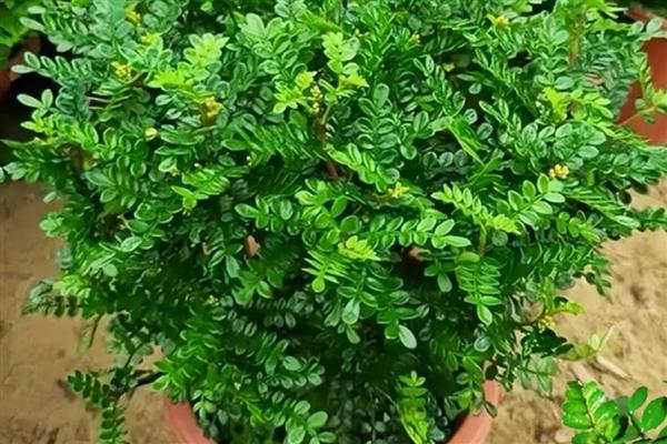 室内养清香木的好处,夏季期间可以驱赶蚊虫