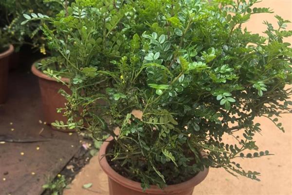 室内养清香木的好处,夏季期间可以驱赶蚊虫