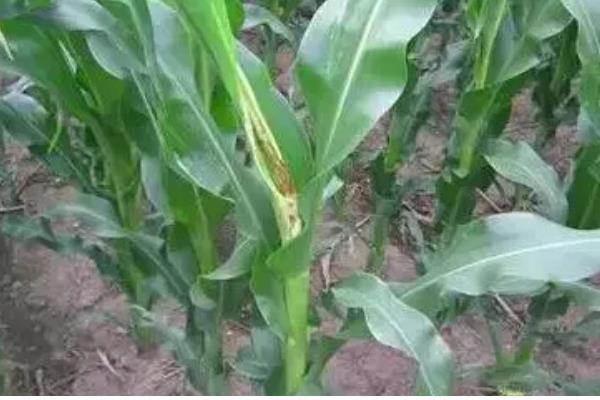 玉米顶腐病如何辨认,发病植株会出现黄色条斑