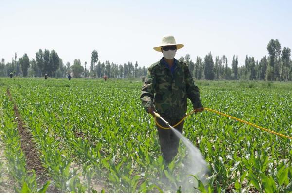 玉米顶腐病如何辨认,发病植株会出现黄色条斑