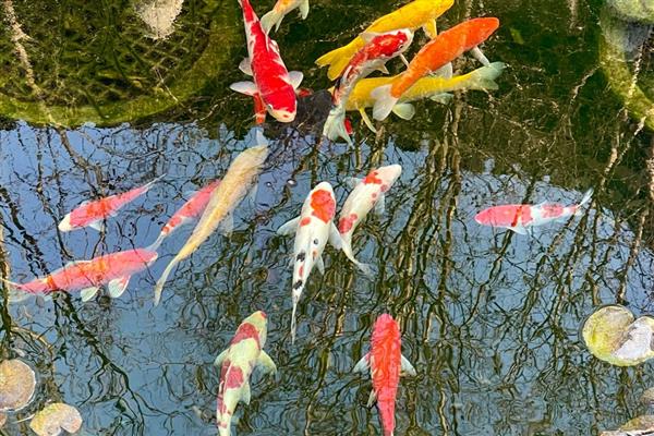 锦鲤的喂食时间，早上和下午均可喂食