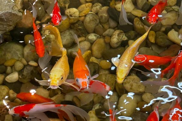 锦鲤的喂食时间，早上和下午均可喂食