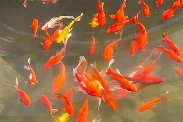 锦鲤的喂食时间，早上和下午均可喂食