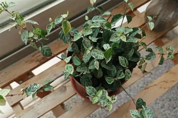 用哪种花盆养殖花叶络石，陶土盆是最佳选择
