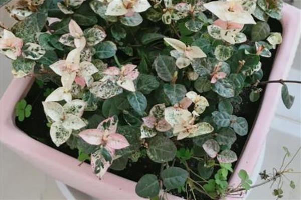 用哪种花盆养殖花叶络石，陶土盆是最佳选择