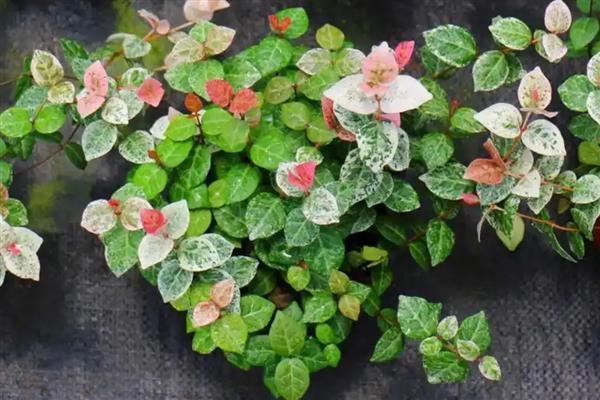 用哪种花盆养殖花叶络石，陶土盆是最佳选择