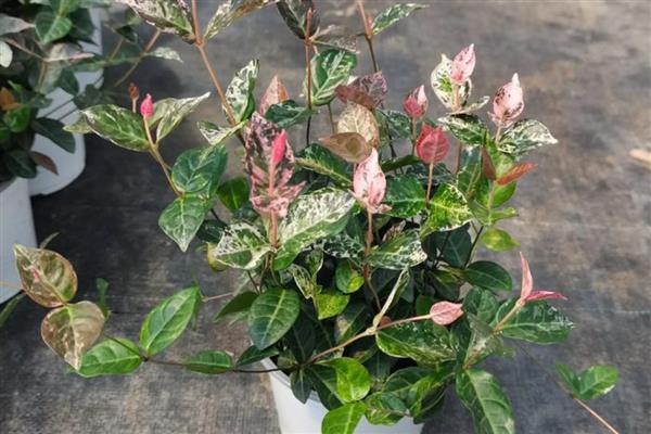 用哪种花盆养殖花叶络石，陶土盆是最佳选择