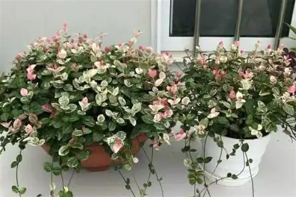 用哪种花盆养殖花叶络石，陶土盆是最佳选择