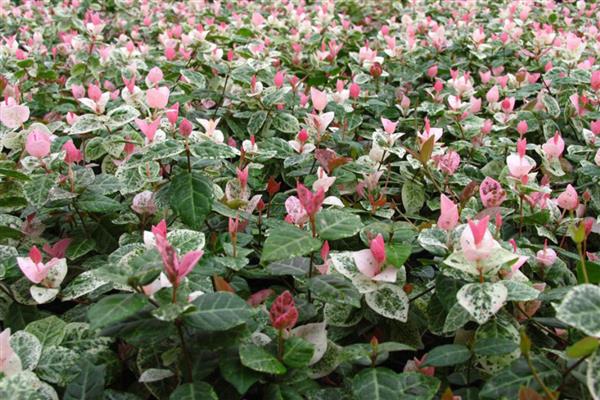 用哪种花盆养殖花叶络石，陶土盆是最佳选择