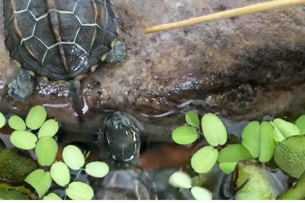 养草龟用什么水,日常用的自来水可满足需求