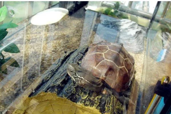 养草龟用什么水,日常用的自来水可满足需求