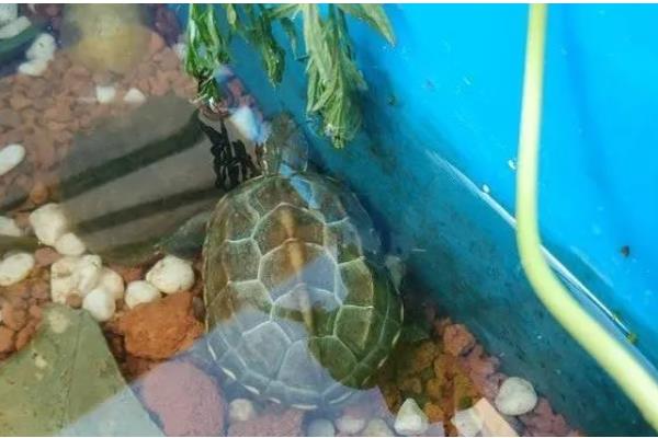 养草龟用什么水,日常用的自来水可满足需求