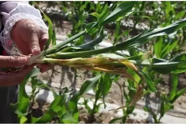 玉米顶腐病如何辨认,发病植株会出现黄色条斑