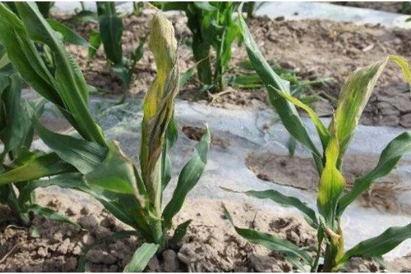 玉米顶腐病如何辨认,发病植株会出现黄色条斑