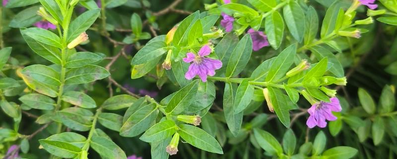 萼距花与满天星的区别，属性和形态均不同