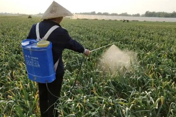 大蒜浸种用哪种药物,选择多菌灵、吡虫啉等药物可防治病虫害