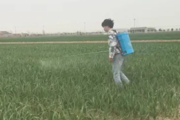 大蒜浸种用哪种药物,选择多菌灵、吡虫啉等药物可防治病虫害