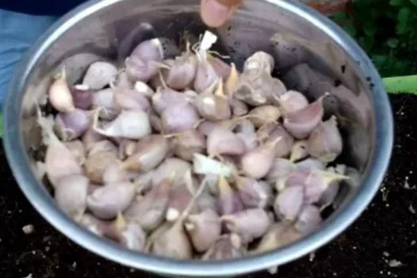 大蒜浸种用哪种药物,选择多菌灵、吡虫啉等药物可防治病虫害