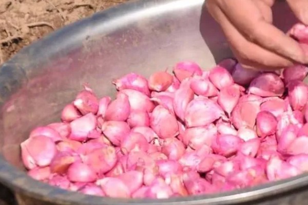 大蒜浸种用哪种药物,选择多菌灵、吡虫啉等药物可防治病虫害