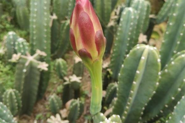 量天尺的施肥方法，生长初期主施氮肥