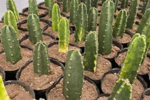 量天尺的施肥方法，生长初期主施氮肥