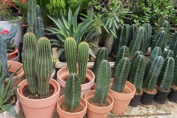 量天尺的施肥方法，生长初期主施氮肥